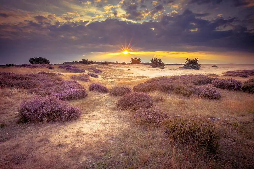 Sand drifts at De Hoge Veluwe