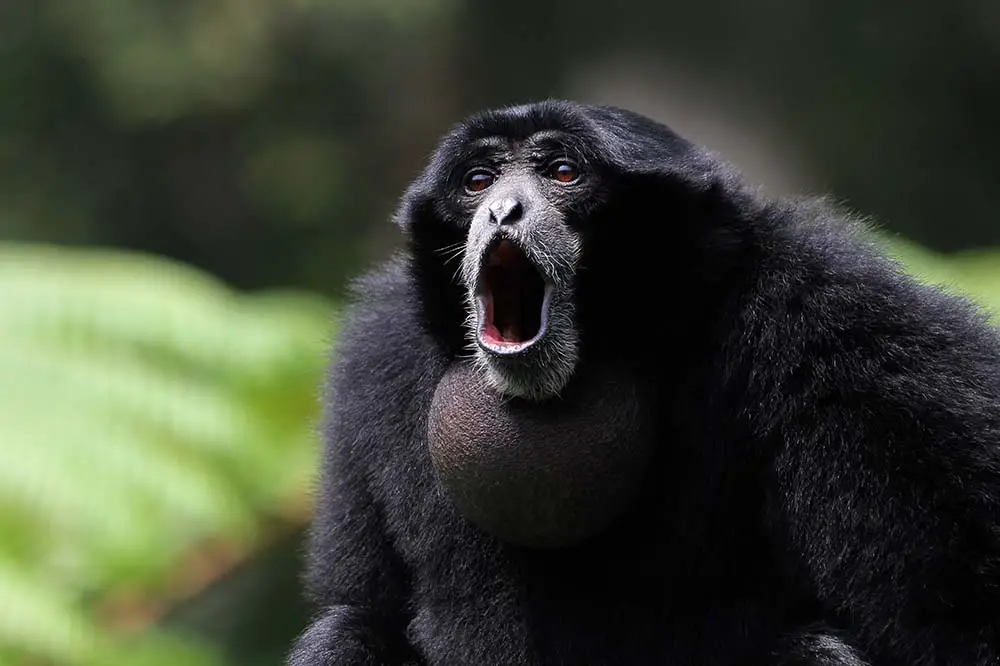 Siamang using its throat sac to call