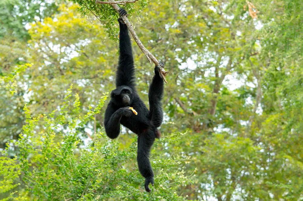 Siamang with fruit