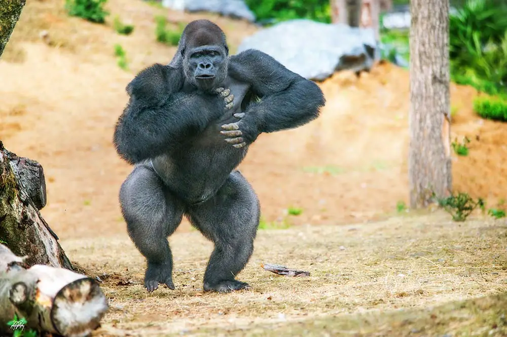 Silverback beating his chest