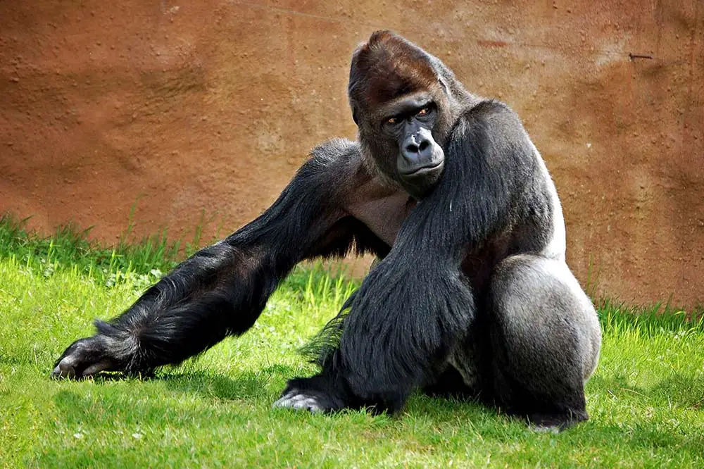 Silverback with long arms
