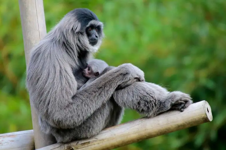 All 4 NonHuman Apes A Detailed Comparison Textbook Travel