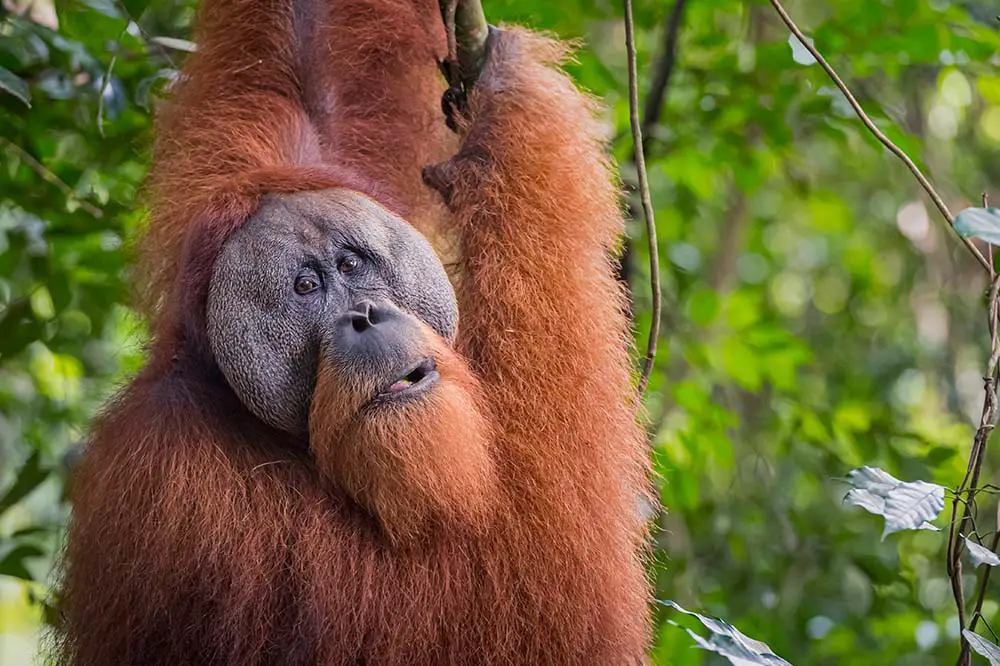 Sumatran Male