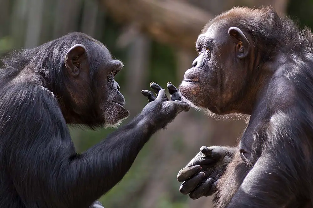 Two common chimpanzees