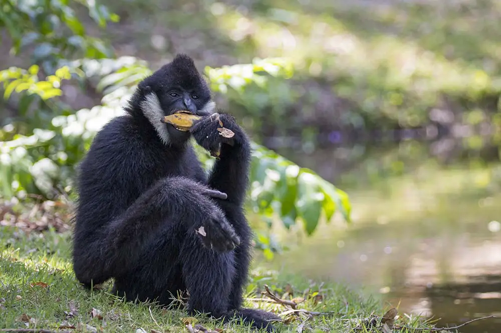 White-cheeked gibbon eating fruit