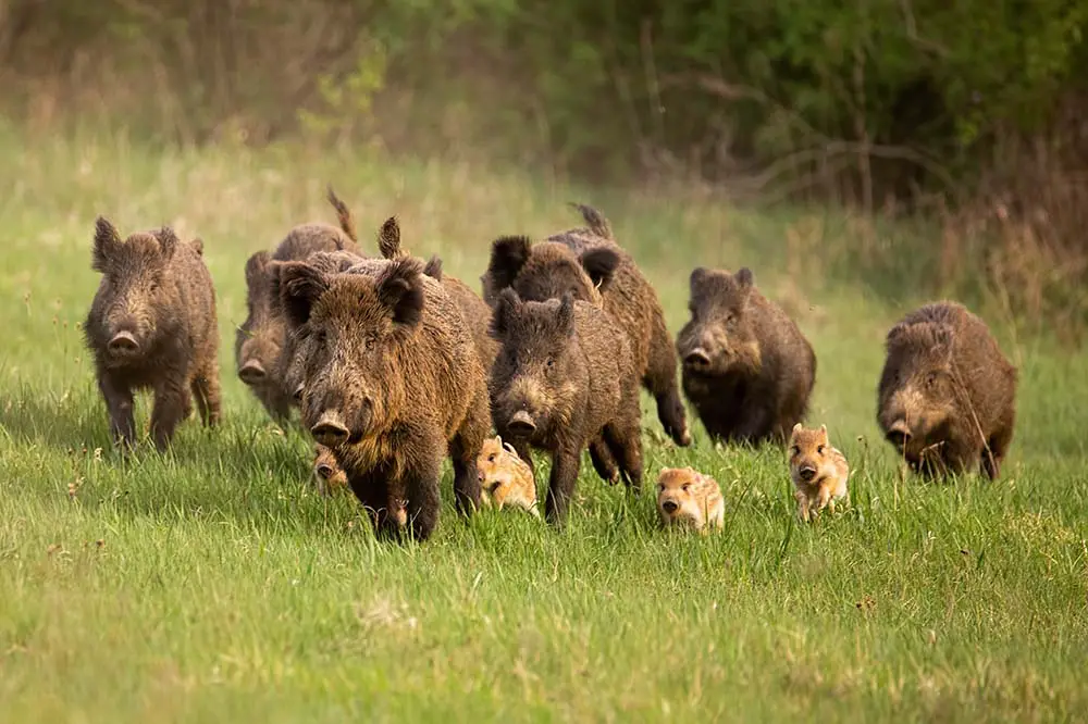 Wild Boars with Young