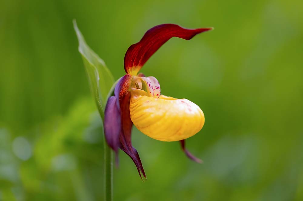 Yellow Lady's Slipper Orchid