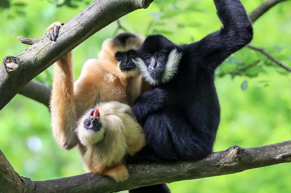 Yellow cheeked gibbon family