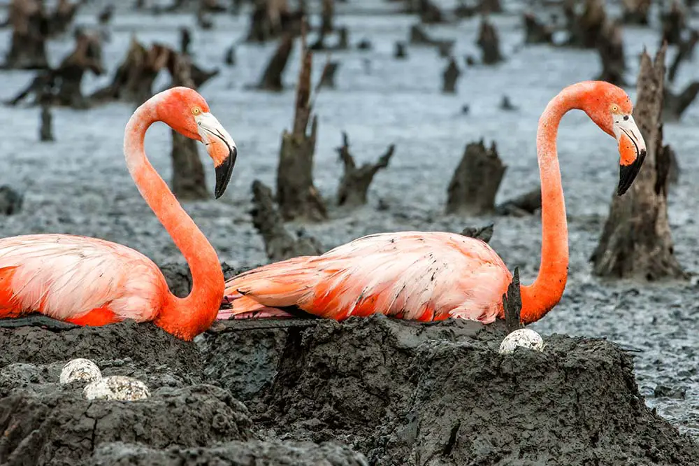 American Flamingo