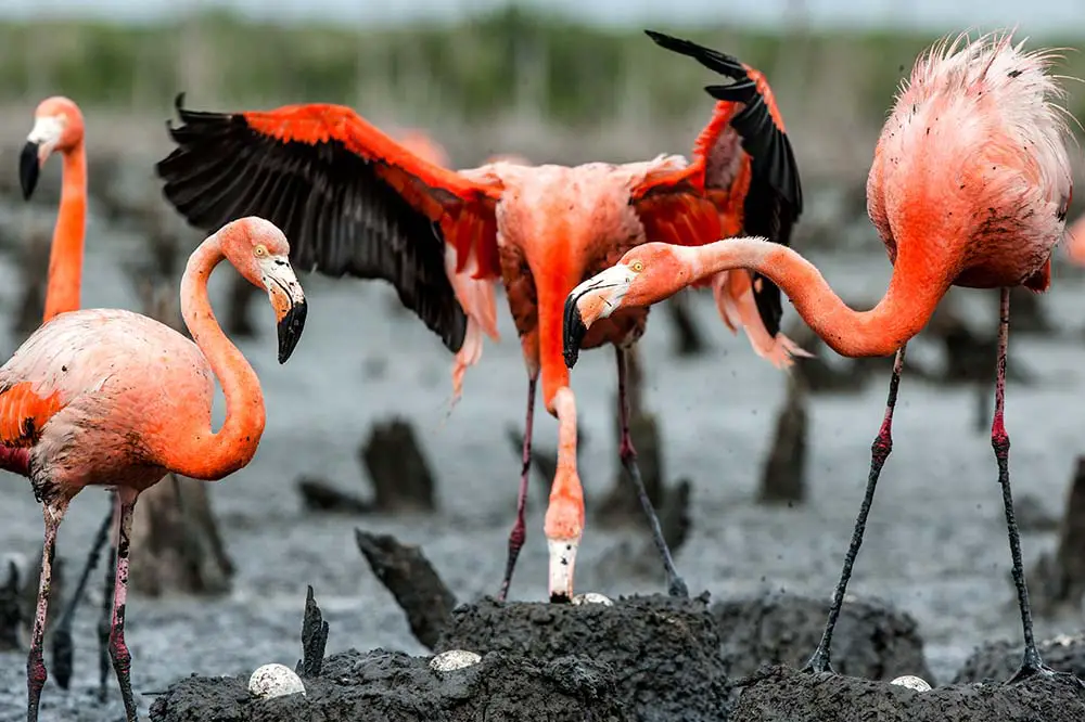 American Flamingo