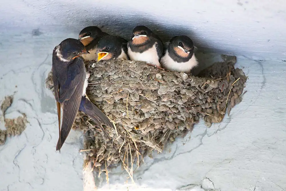 Barn swallow