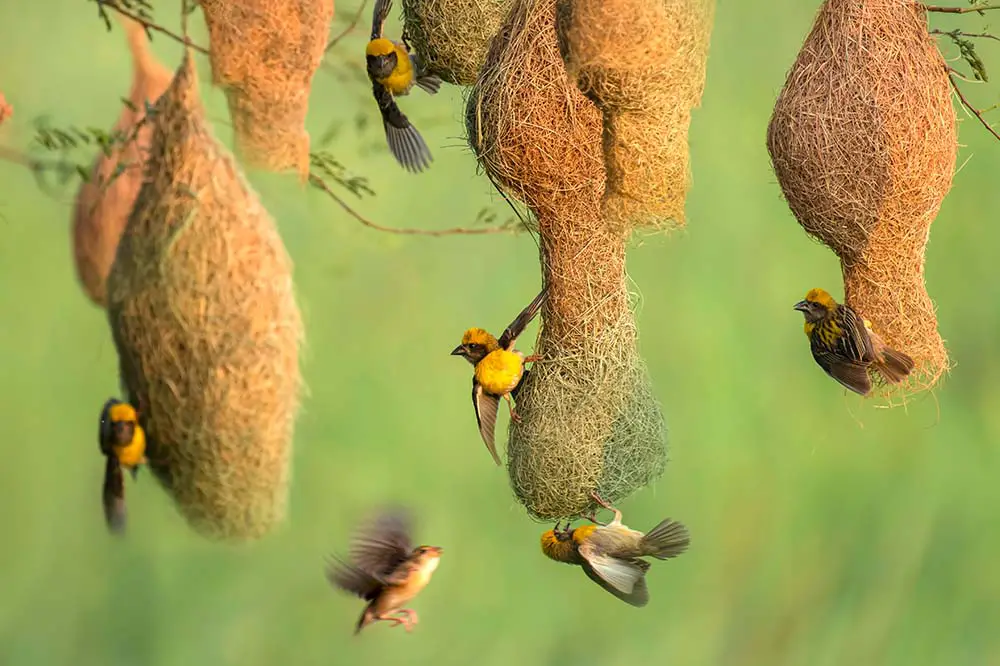 Baya Weaver