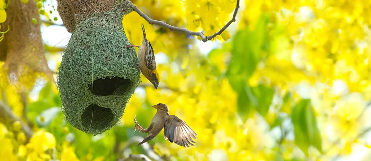 Female Baya Weaver checkout out a male's nest in the helmet stage