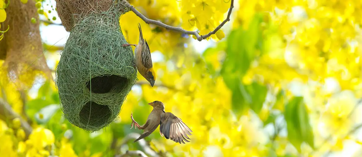 All 13 Types of Bird Nests (With 30+ Species Examples) 