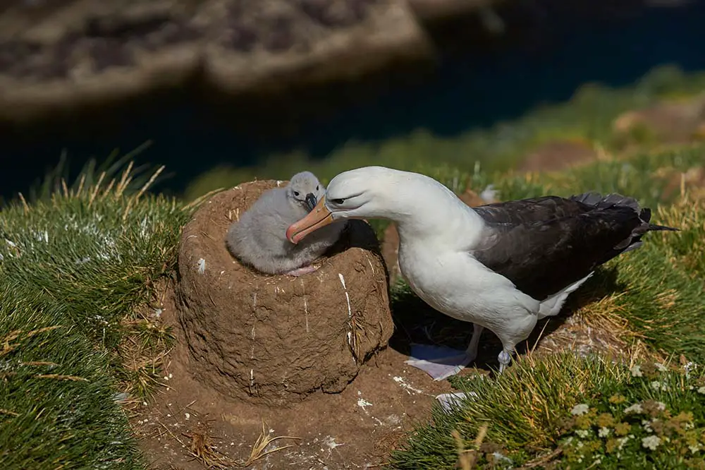 Black browed albatross