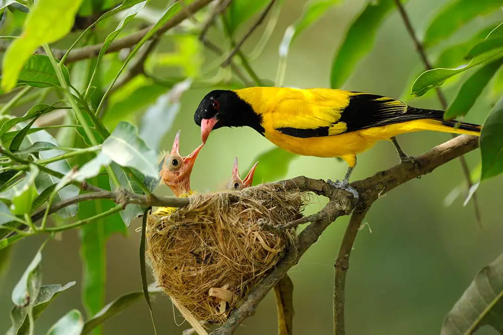 Black-hooded oriole