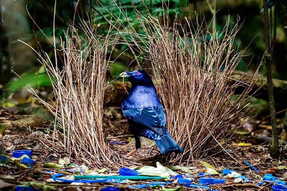 Satin bowerbird