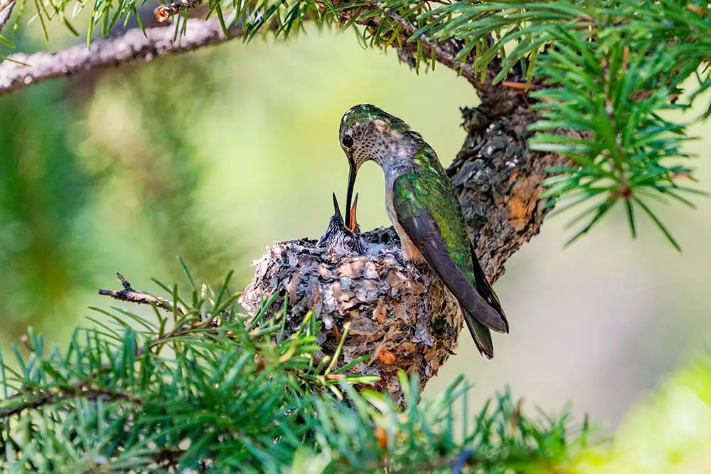 Broadtailed Hummingbird