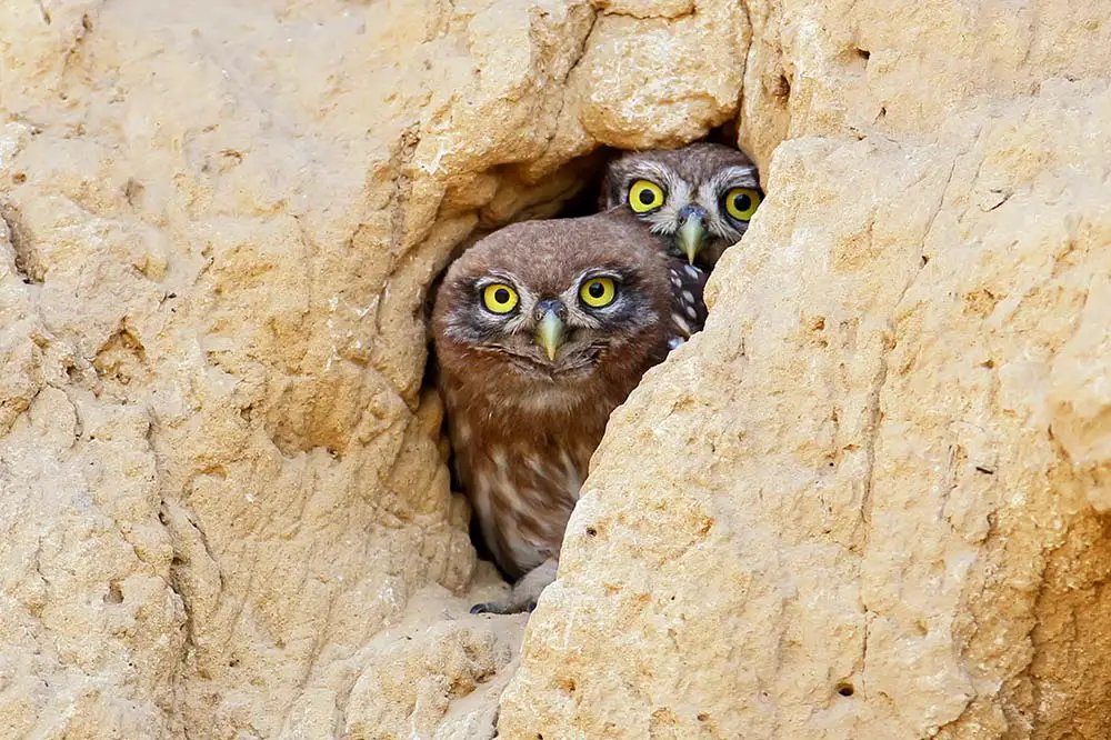 Burrowing owl