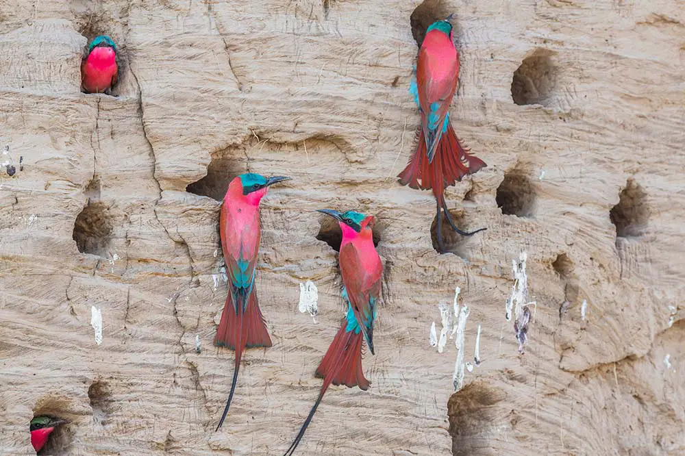 Carmine bee eater