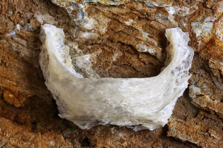 All 13 Types of Bird Nests (With 30+ Species Examples)