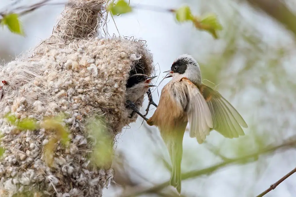 Eurasian Penduline tit