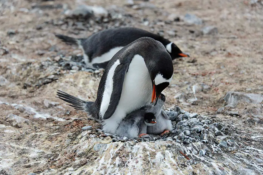 Gentoo penguin