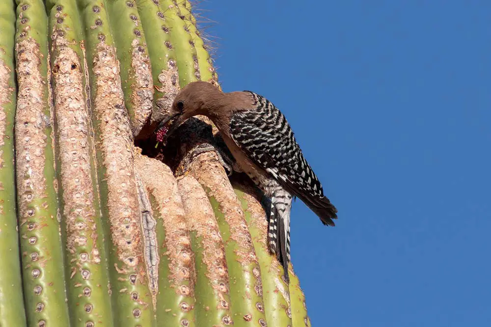 Gila woodpecker