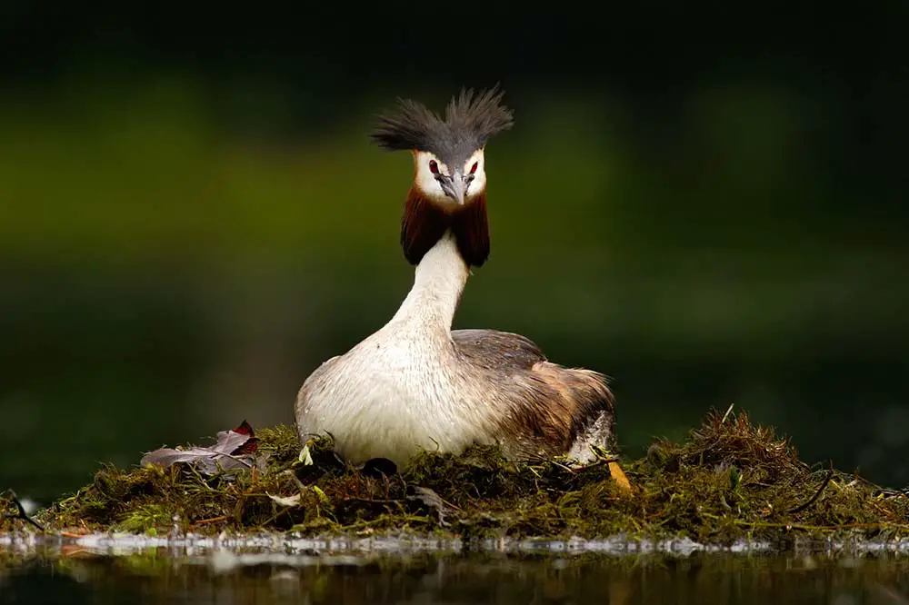 Great Crested Grebe