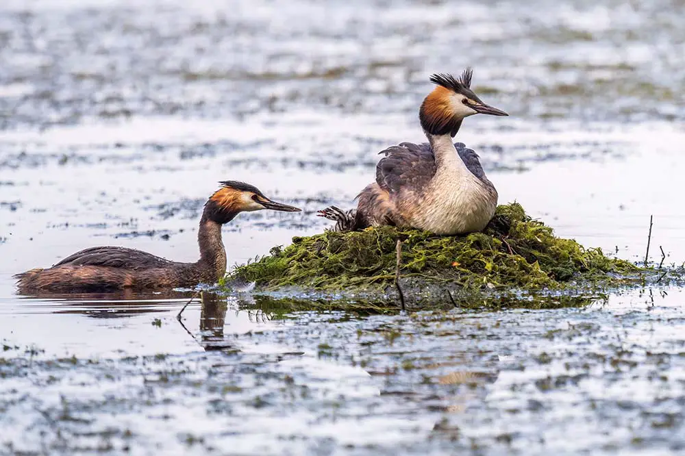 Great crested grebe