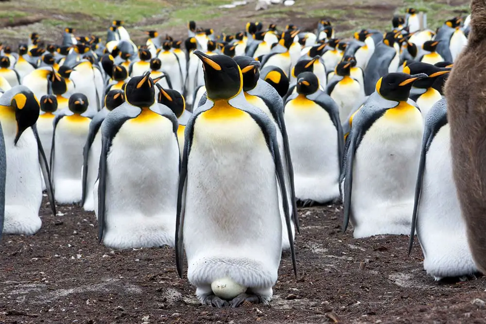 King penguin