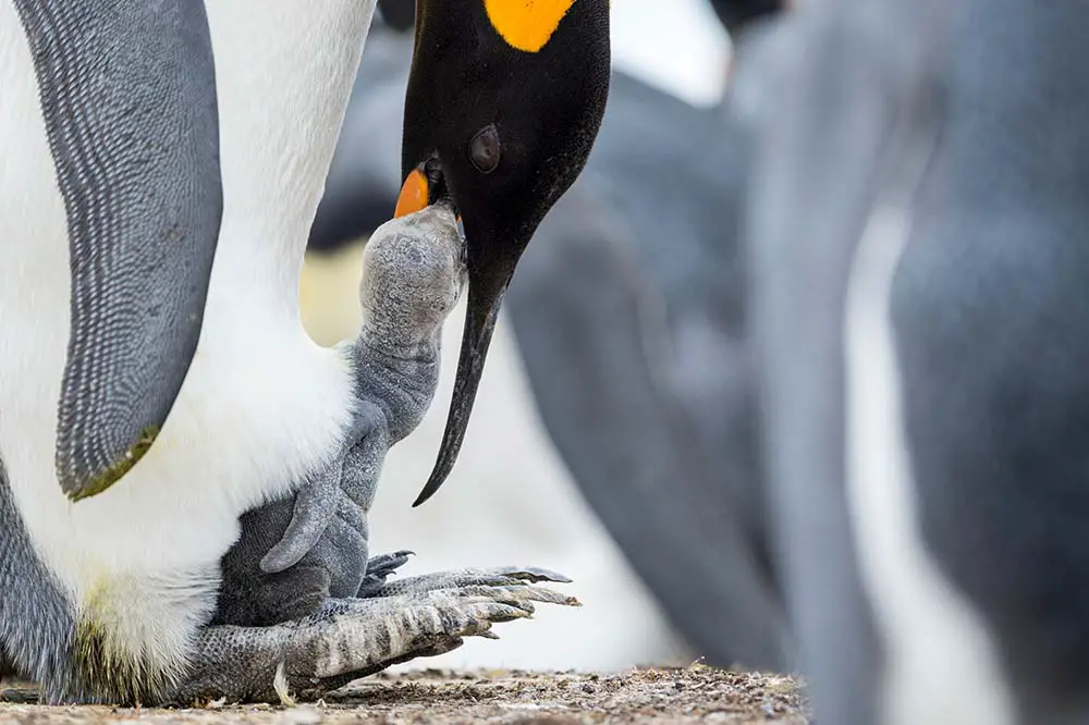 King penguin