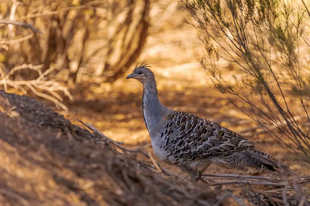 Malleefowl