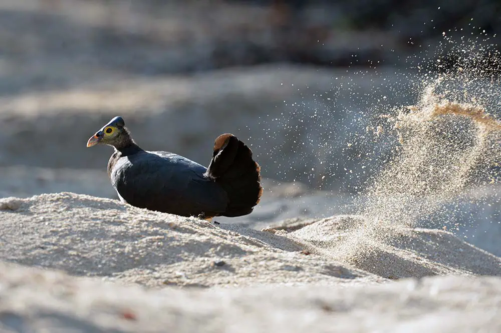 Megapodes