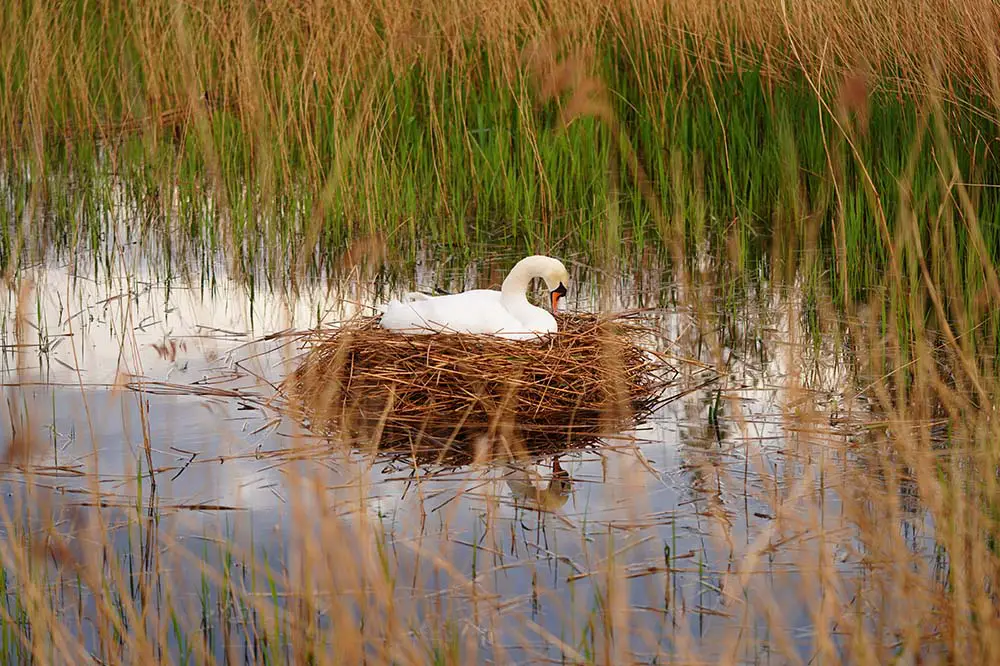 Mute Swan