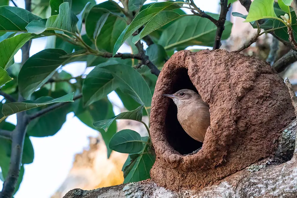 8 different types of birds' nests – Learn the Birds