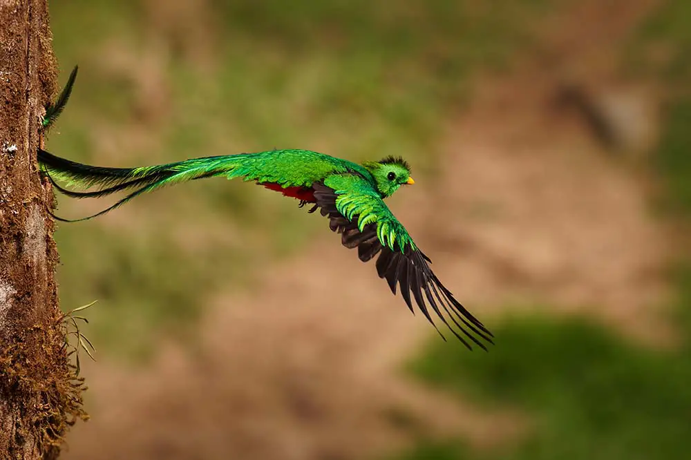 Resplendent Quetzal