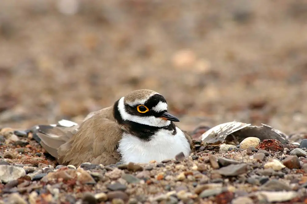 Common ringed plover on her nest / Shutterstock