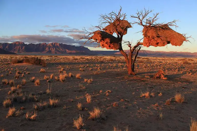 All 13 Types of Bird Nests (With 30+ Species Examples)