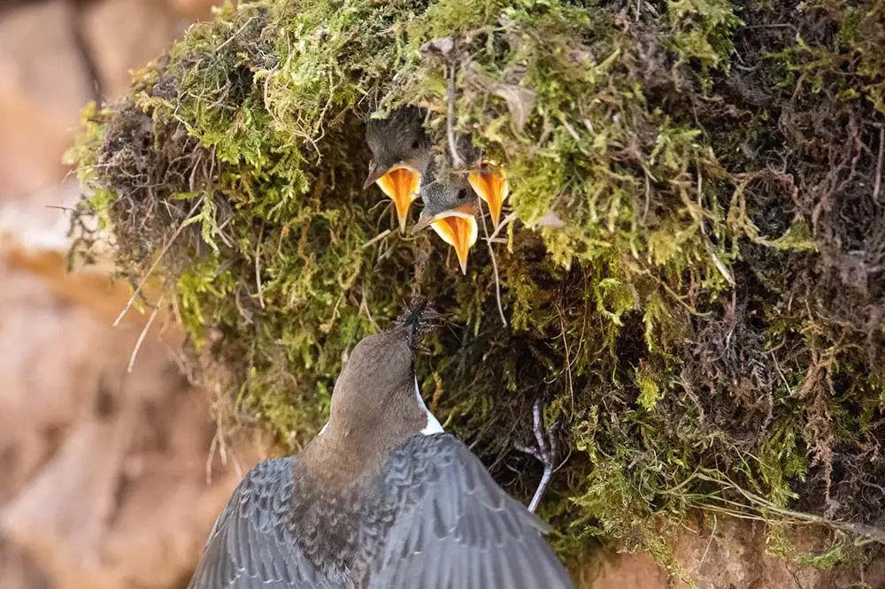 White-throated dipper