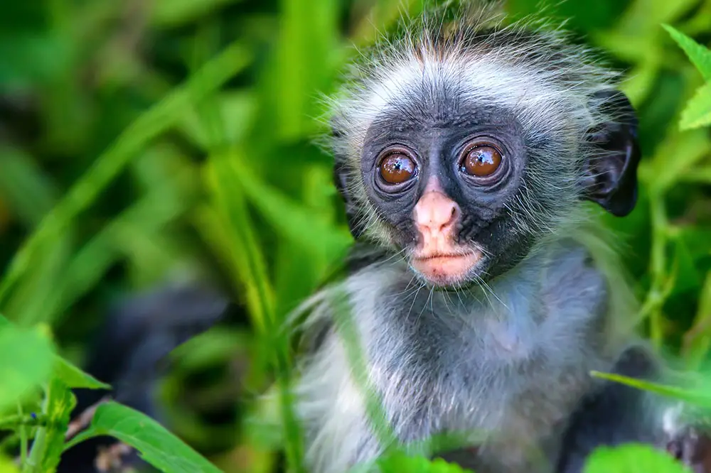 Baby Zanzibar red colobus