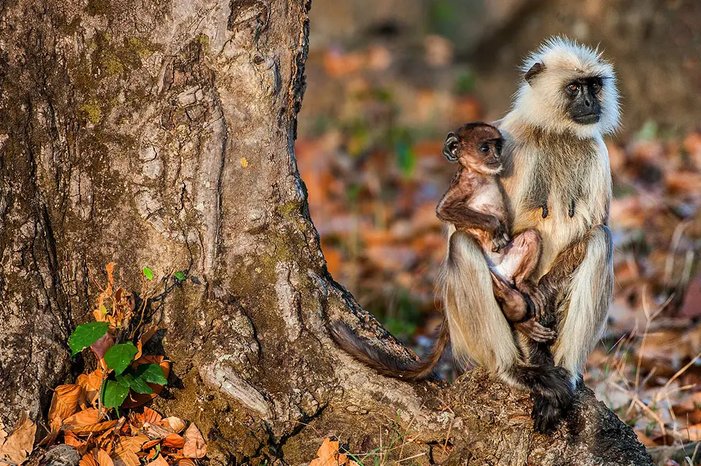 Hanuman Langur with her cub in India