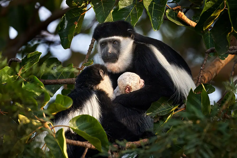 Mantled guereza family with infant with white natal coat