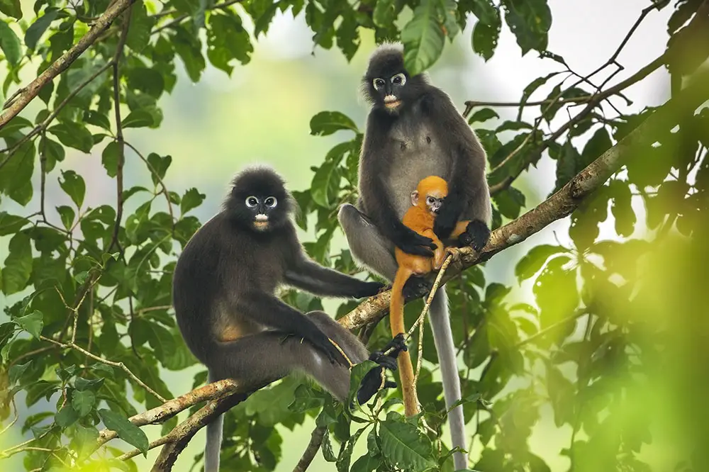 Dusky langur male and female with baby