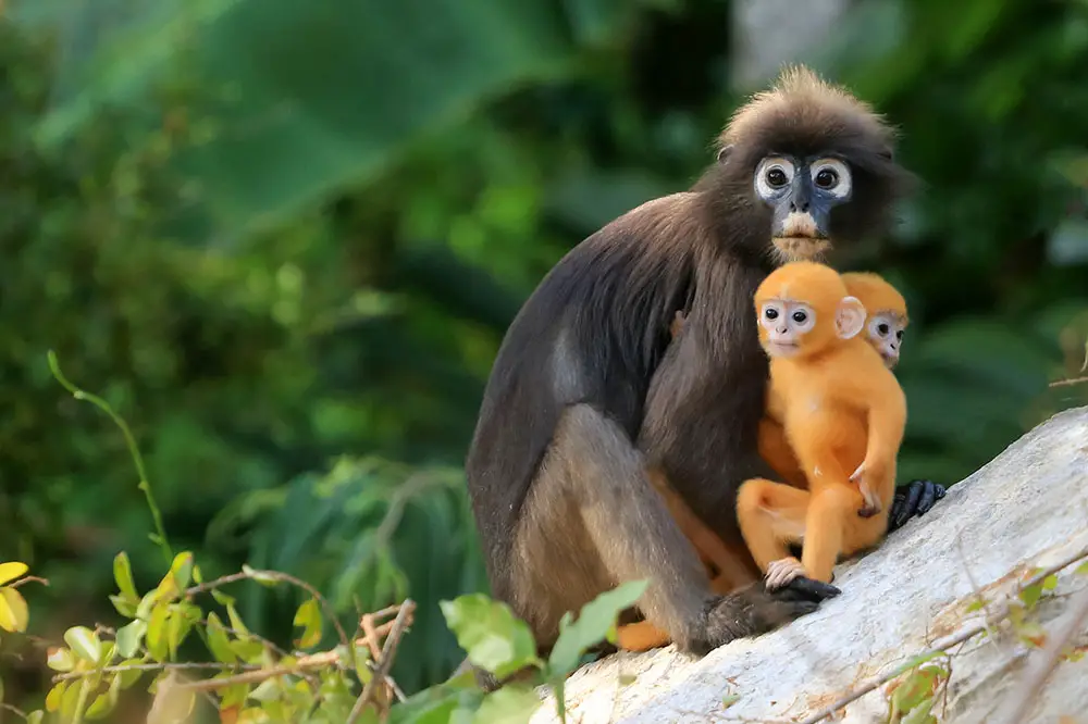 Dusky langur with golden babies!