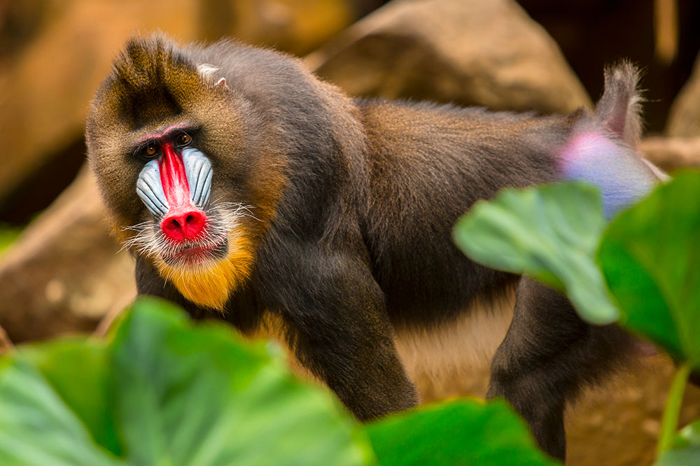 Large male mandrill