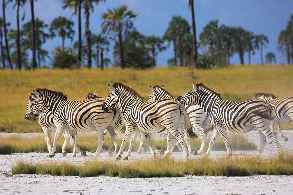 Zebras in Makgadikgadi Pans National Park in Botswana