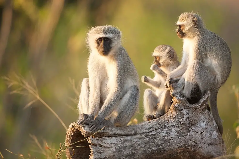 Group of vervet monkeys