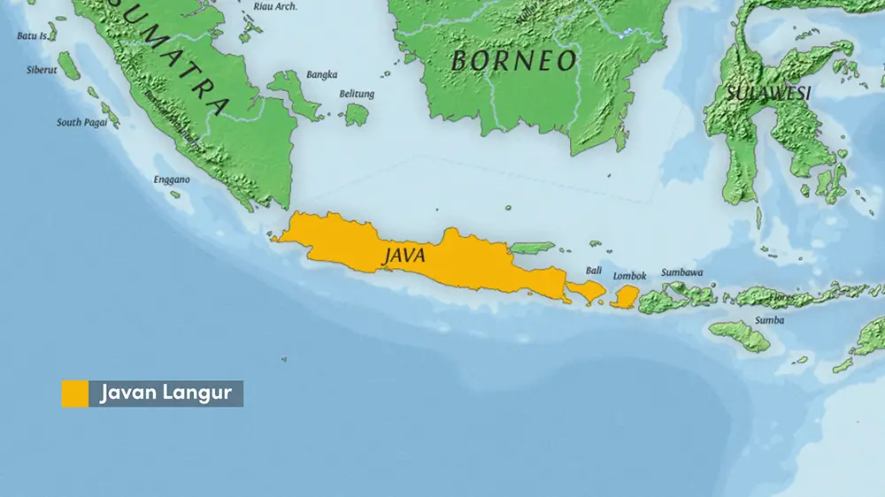 The range of the Javan Langur