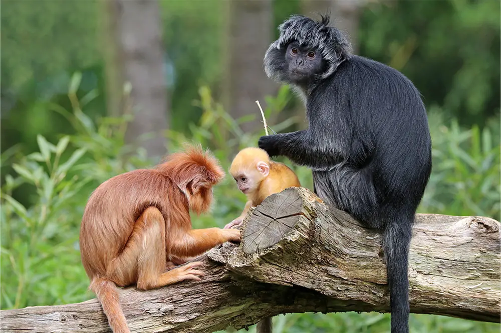 Javan langurs with their golden baby